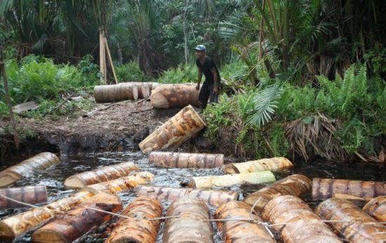 Seorang pekerja terlihat sedang menyebutkan tual Sagu ke dalam sungai untuk dialirkan menuju pabrik pengolahan